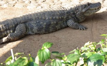 Photo of What do Caimans Eat?